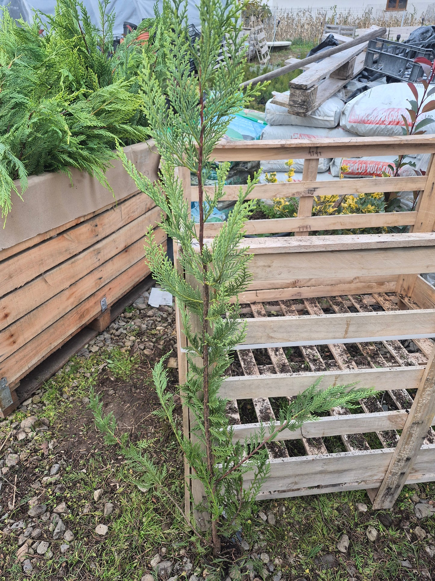 Pachet 30 leylandii 80-100cm