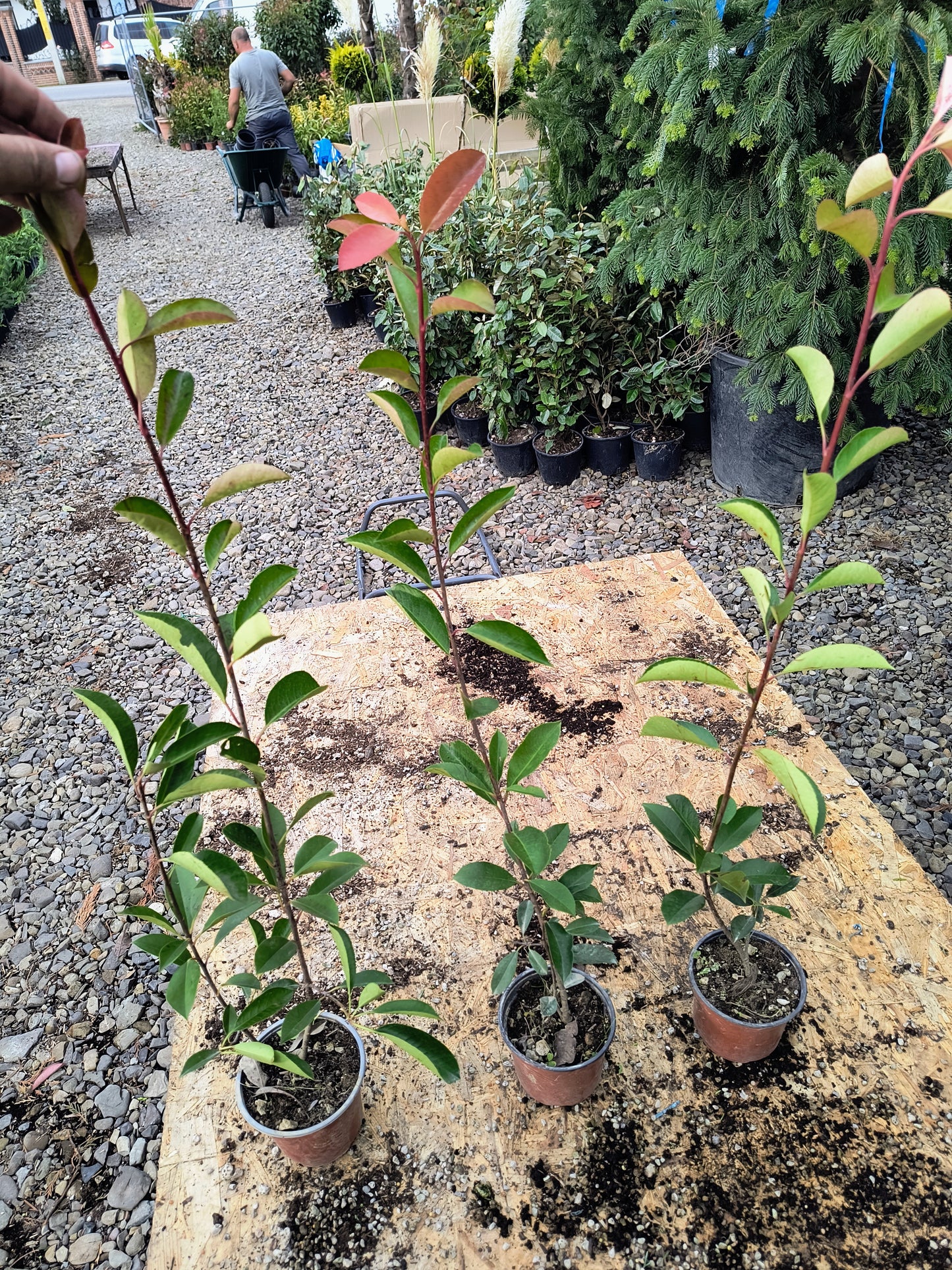 Photinia red robin pachet 30 bucati 70 cm