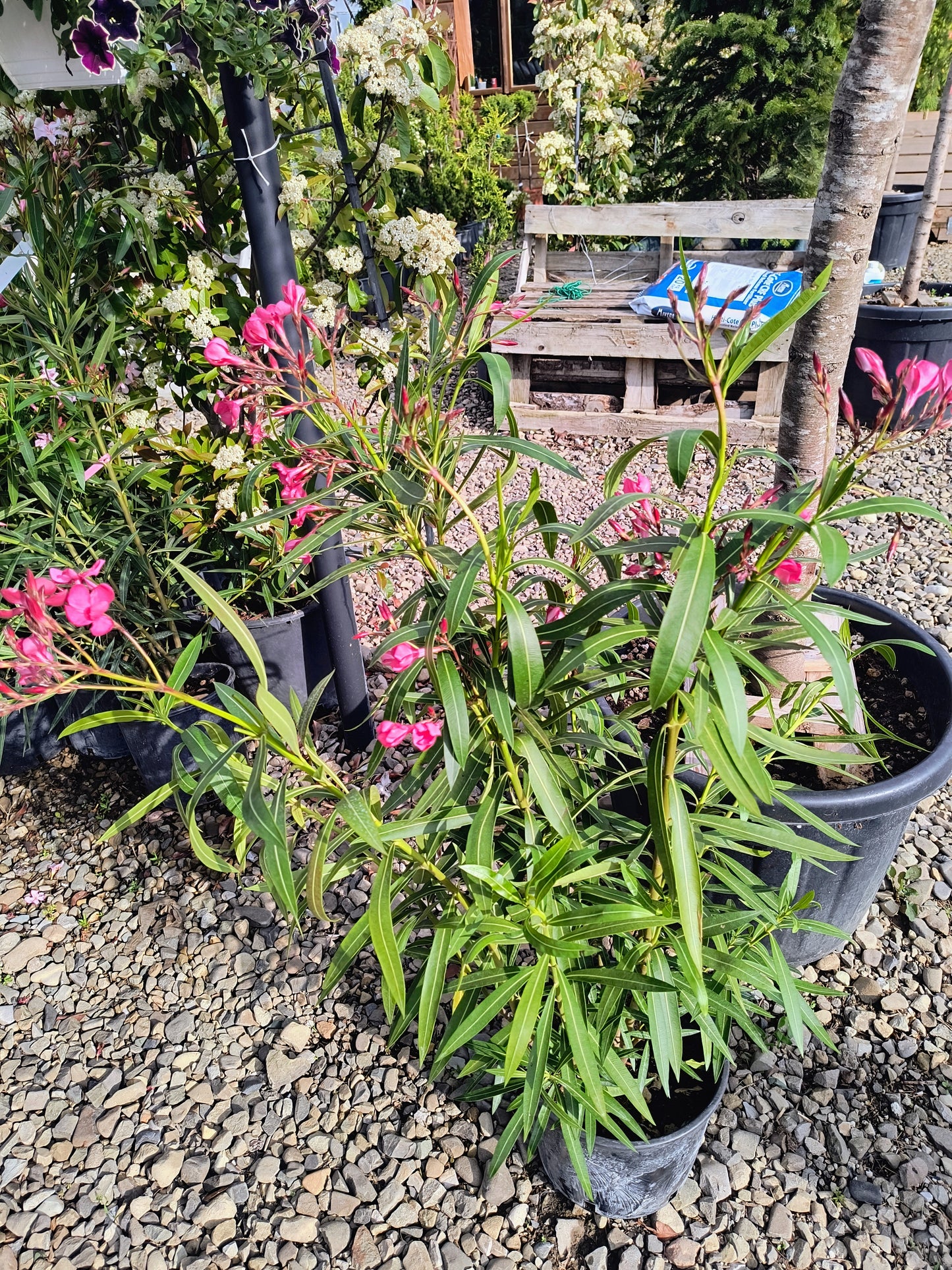 Oleandru culoare roz