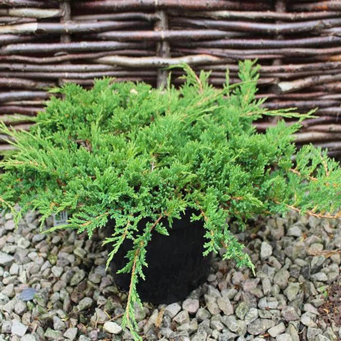 Ienupar tarator verde