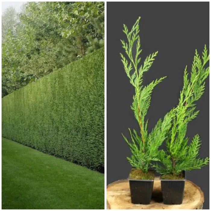 Pachet 100 leylandii 40-cm