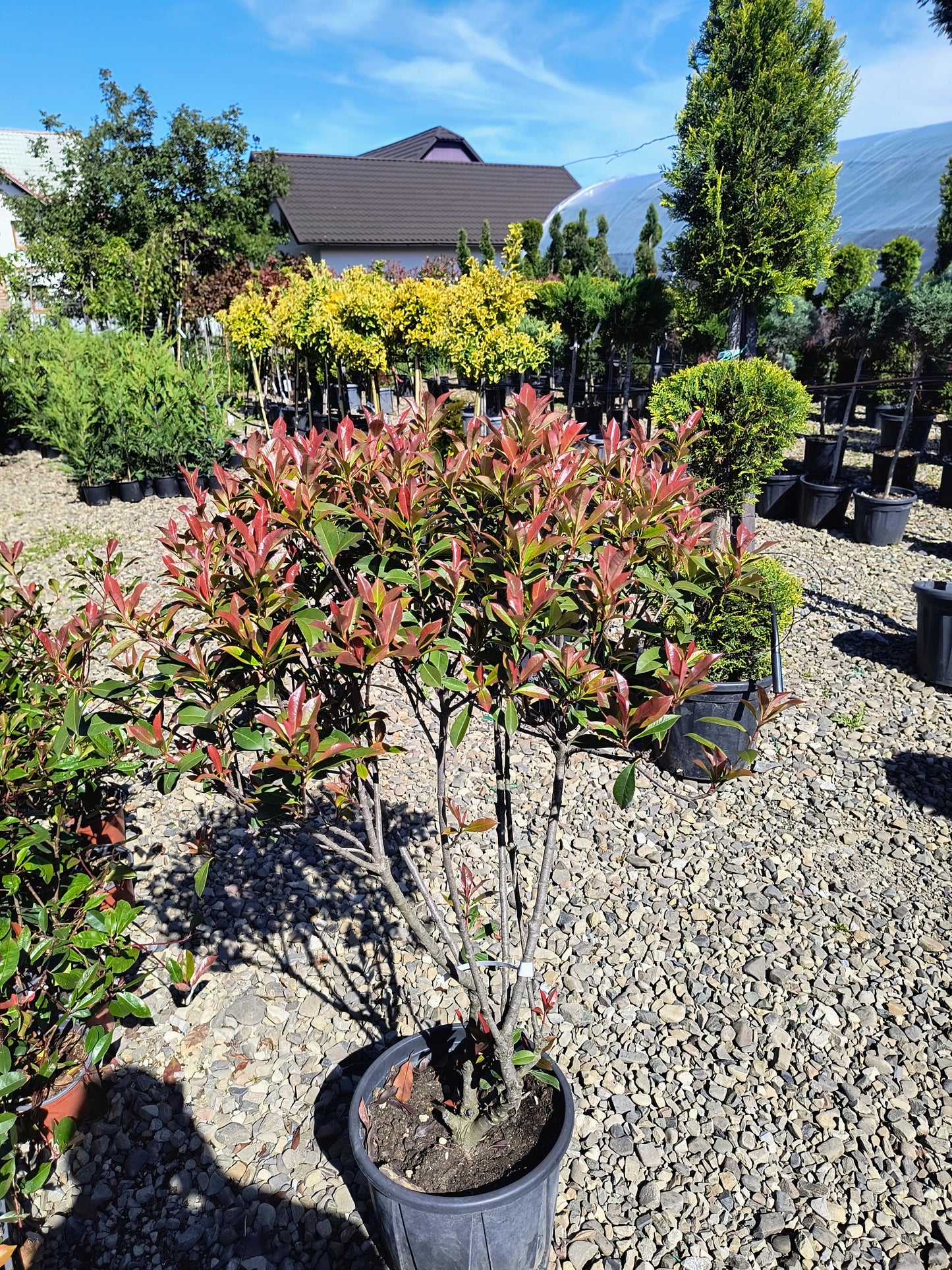 Photinia ciuperca