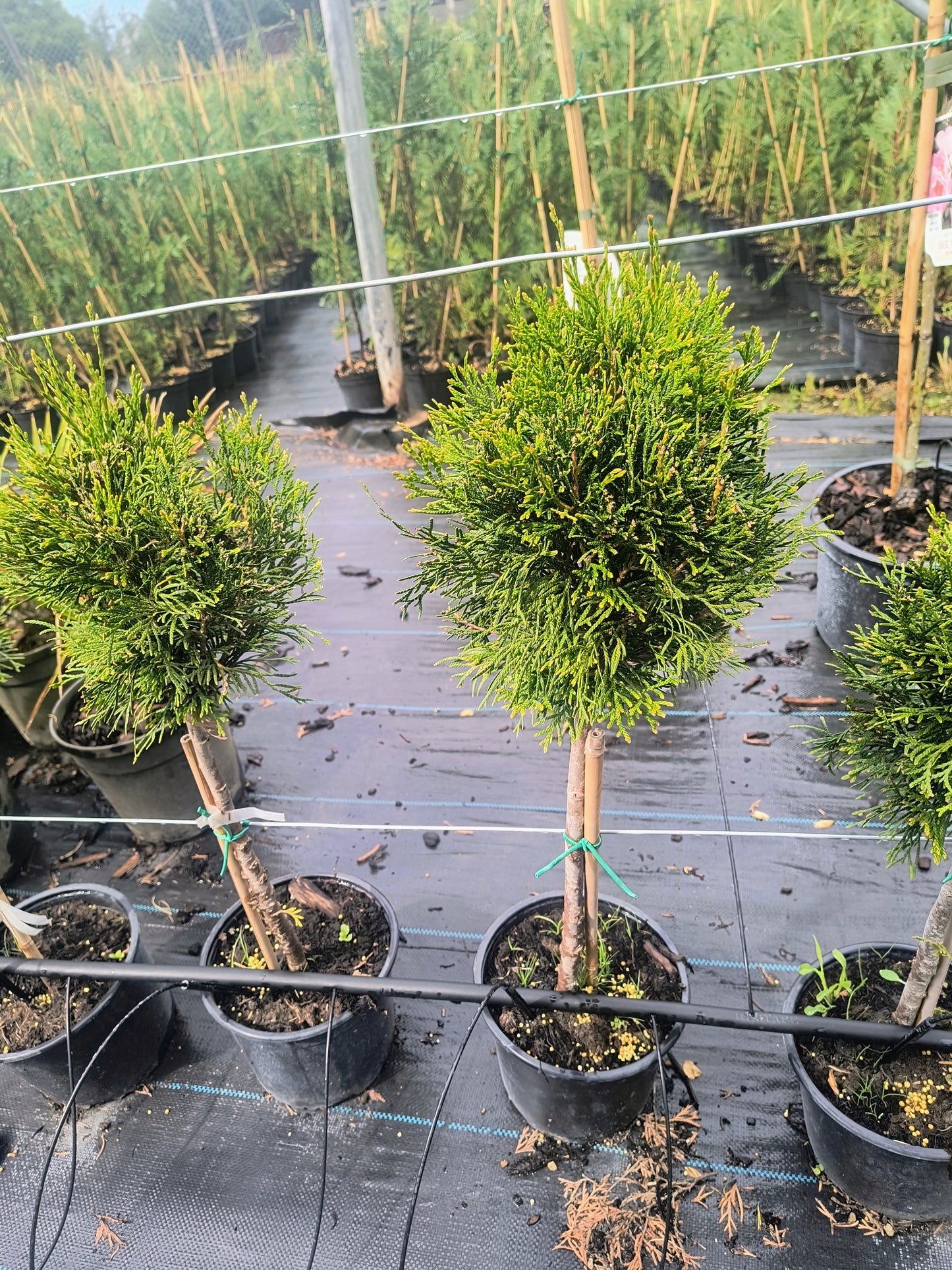 Tuia globular pe picior