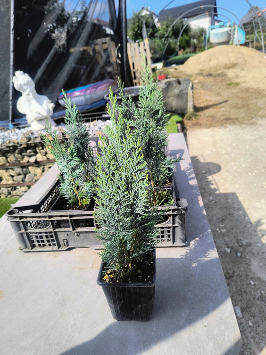 Pachet 50bucati leylandii 25cm