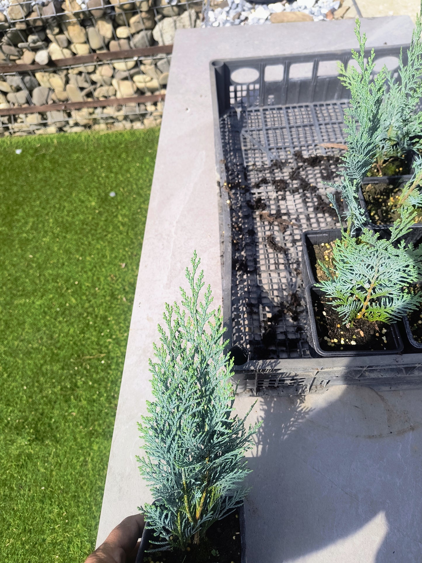 Pachet 50bucati leylandii 25cm