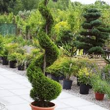 Spirala leylandii 200cm
