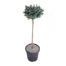 Picea glauca globosa (argintiu)