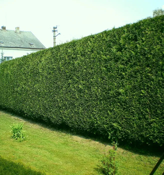 Pachet 100 leylandii 20-25cm