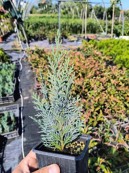 Pachet 100 leylandii 20-25cm