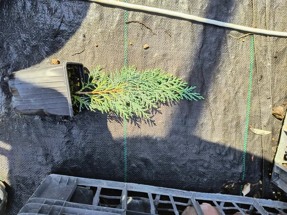 Pachet 100 leylandii 20-25cm