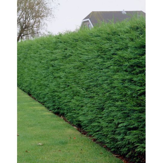 Pachet 50bucati leylandii 25cm