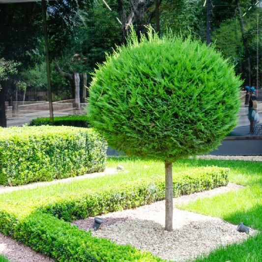 Tuia globular pe picior