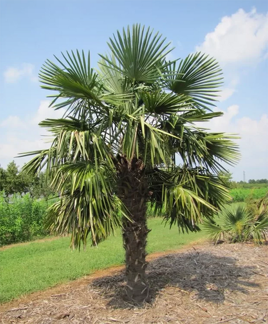 Palmier trachycarpus fortunei 120cm